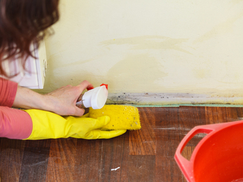 Moldiss Mold Removal: Your Trusted Partner in Mold Remediation in Raleigh, North Carolina